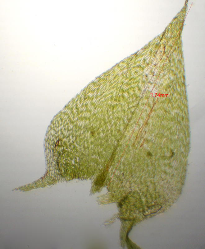 Brachythecium curtum